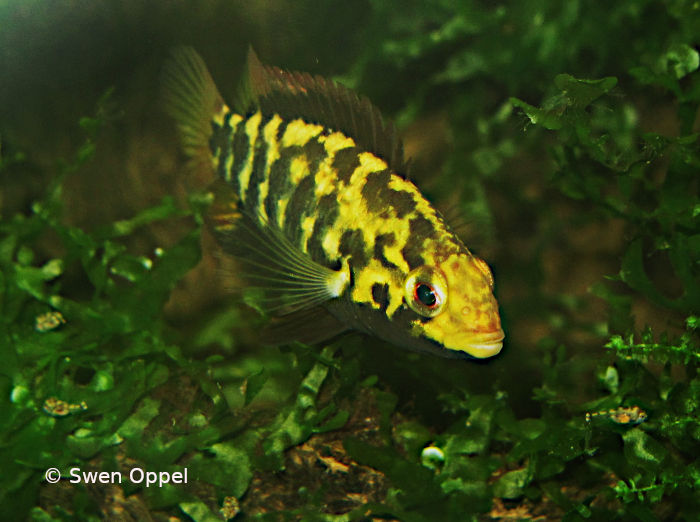 Apistogramma kullanderi mit Jungfische