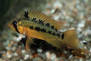 Apistogramma macmasteri Weibchen