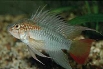 Apistogramma macmasteri