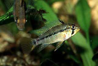 Weibchen von Apistogramma maoe