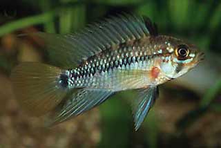 Männchen von Apistogramma maoe