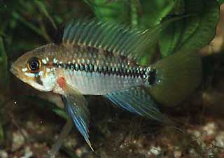 Männchen von Apistogramma maoe