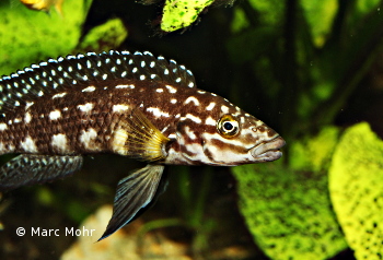 Julidochromis marlieri