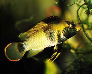 Weibchen von Apistogramma nijsseni