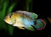 Apistogramma niysseni