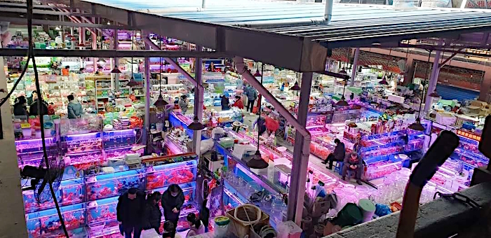 Goldfischmarkt von Wuxi