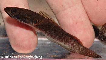 8 cm großer Jungfisch von Channa gachua, noch im Jugendkleid