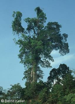 Ein schöner Urwaldriese auf Koh Chang