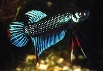 Betta imbellis