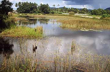 Fundort von Betta imbellis