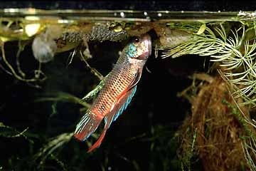 Betta imbellis Männchen beim Bau eines Schaumnestes