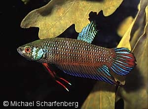 Betta imbellis von Phuket