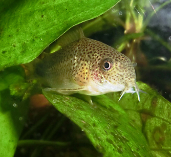 Corydoras similis