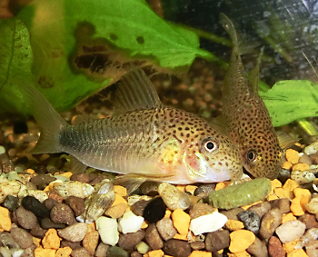 Corydoras similis