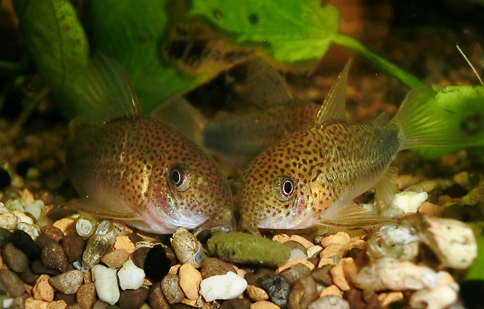 Corydoras similis