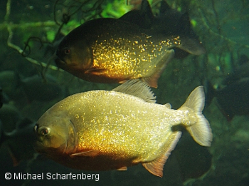 Piranhas aus dem Zoo Emmen