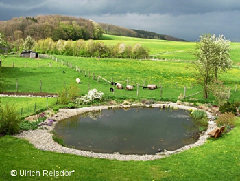 Der Karpfenteich