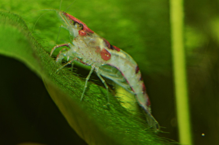 Neocaridina davidi