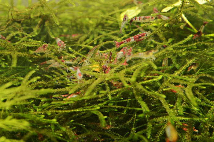 Neocaridina davidi