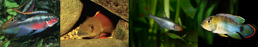 Fischbilder Seerose Frechen