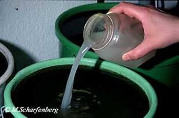 Fütterung der Wasserflöhe mit aufgelöster Hefe