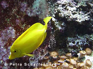 Doktorfische im Aquarium