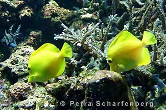 Doktorfische im Aquarium