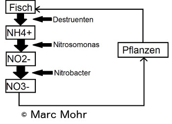 Der Stickstoffkreislauf