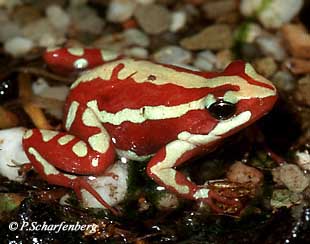 Weibchen von Epipedobates tricolor