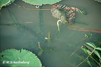 Aponogeton crispus mit Blütenstand