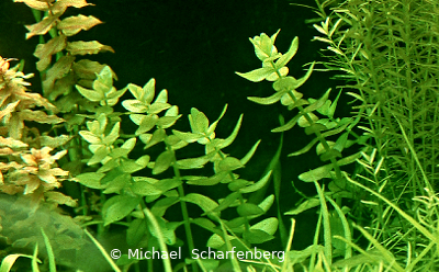 Bacopa caroliniana im Aquarium