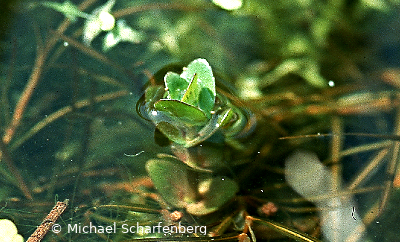 Bacopa caroliniana über Wasser