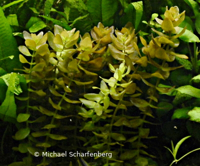 Bacopa caroliniana