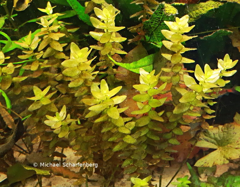 Bacopa caroliniana