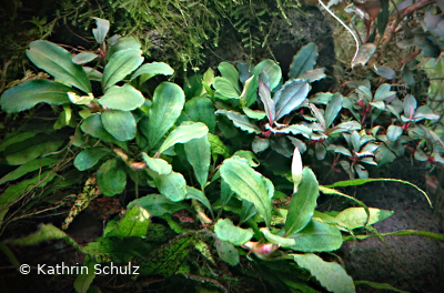 Bucephalandra