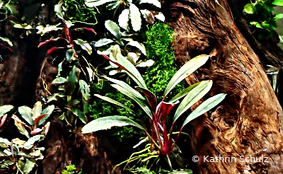 Bucephalandra im Aquarium