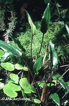 Cryptocoryne wendtii im Terrarium