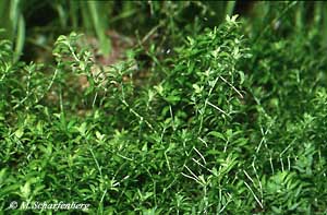 Hemianthus micranthemoides