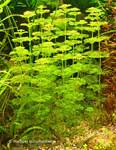 Limnophila sessiliflora im Aquarium