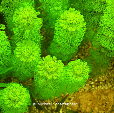 Limnophila sessiliflora im Aquarium